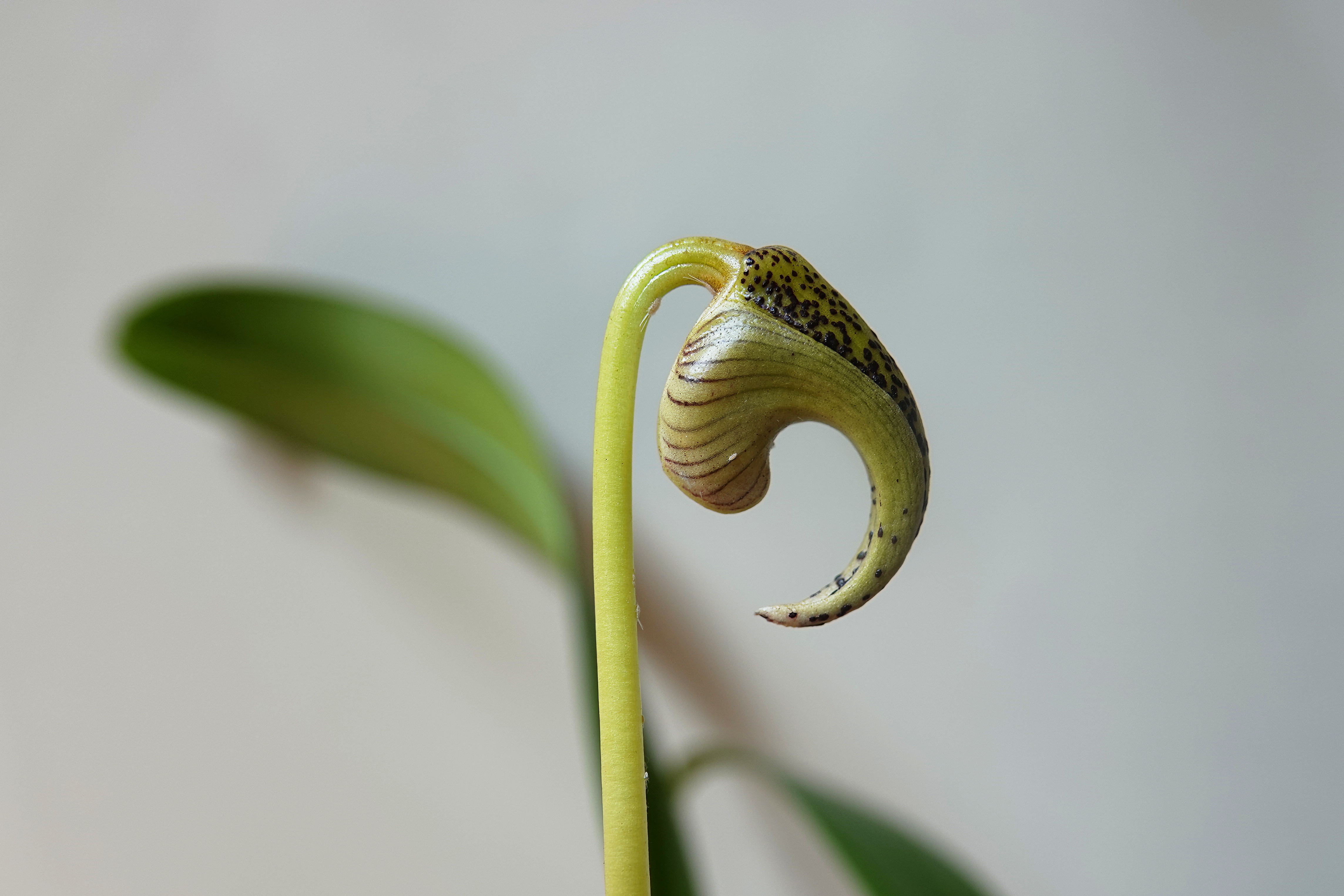  Bulbophyllum lobbi (3) 