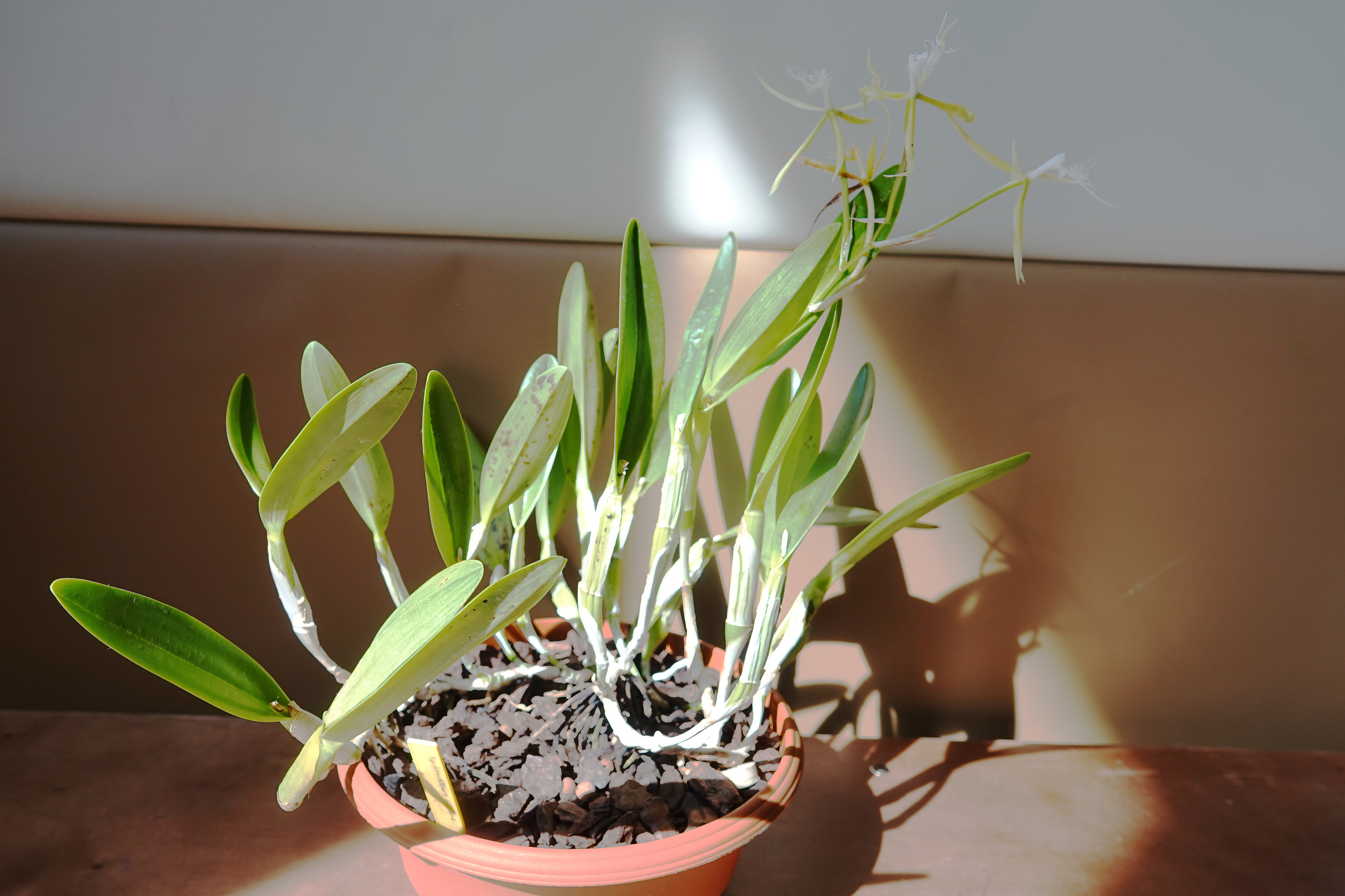  Epidendrum ciliare 