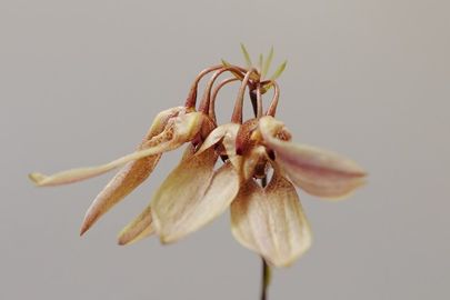 Bulbophyllum lepidum 1  