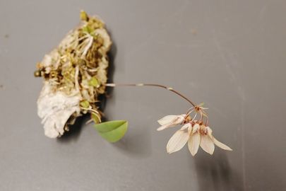 Bulbophyllum lepidum 2 