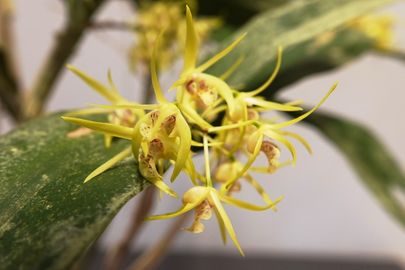 Dendrobium Hilda Poxon 