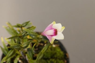 Dendrobium cuthbertsonii  