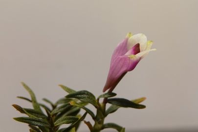 Dendrobium cuthbertsonii  
