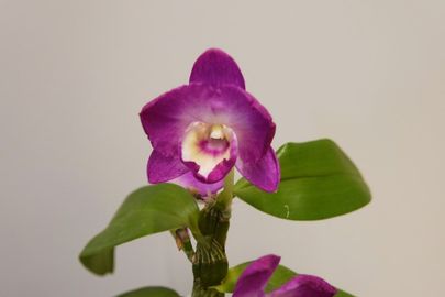 Dendrobium nobile  