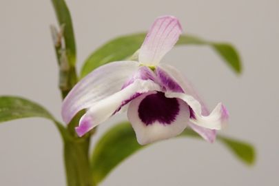 Dendrobium nobile  