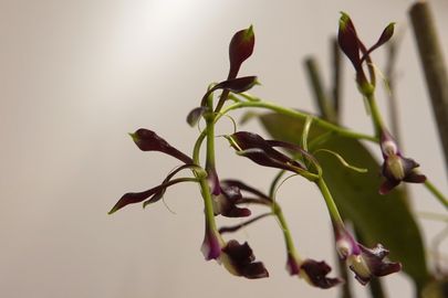 Epidendrum melanoporphyreum  