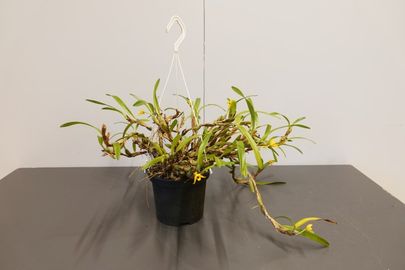 Maxillaria variabilis  